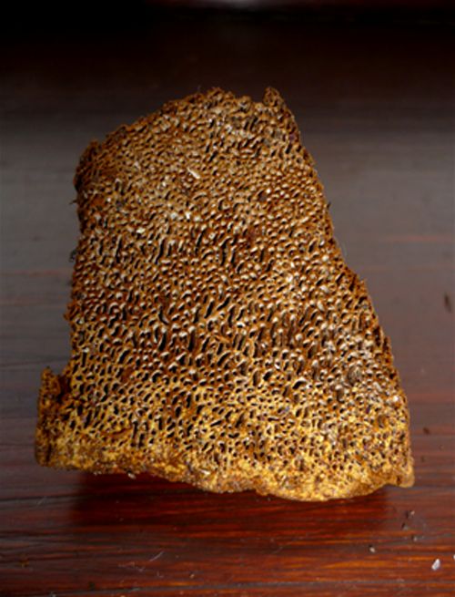 The elongated pores of a mature bracket taken from black pine 